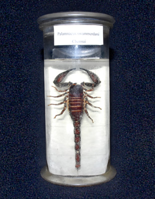 SCORPION