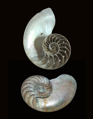 NAUTILUS
