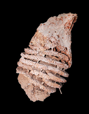 NEST OF WASP