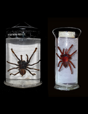 SPIDERS (POECILOTHERIA REGALIS AND P. METALLICA)