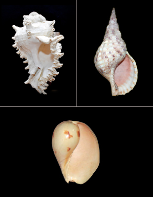 MUREX, CYMATIUM AND MELON SHELL