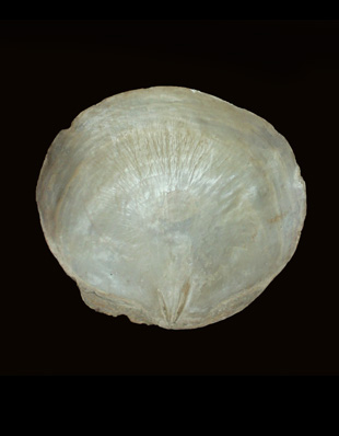THE WINDOW PANE OYSTER